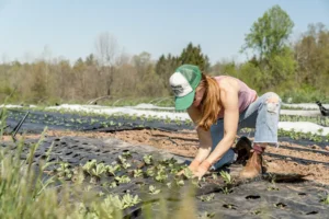 A woman works outside planting small plants into soil.