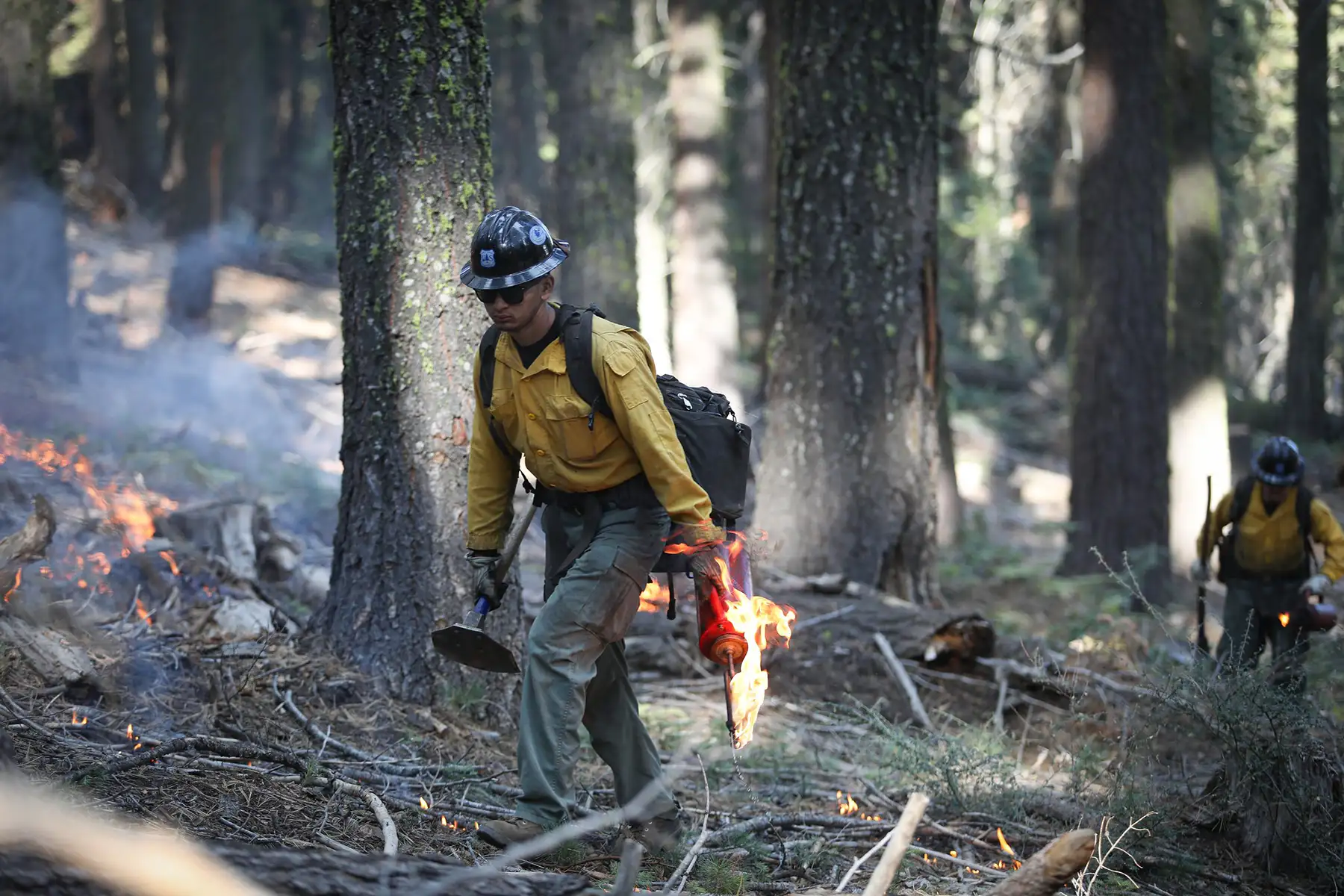 A wildland firefighter walks in between trees holding a fuel tank.